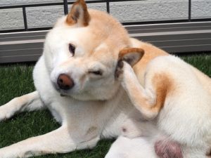 耳を痒がっている柴犬