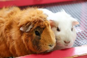 2匹のモルモット