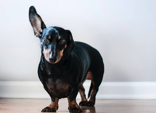 耳を立てているミニチュアダックスフンド