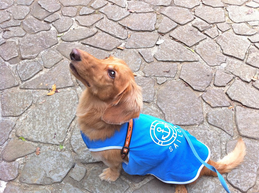 上を見ているミニチュアダックスフンド