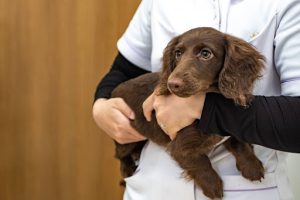 抱っこされているミニチュアダックフンド