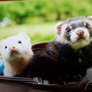 2匹のフェレット