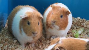 2匹のモルモット