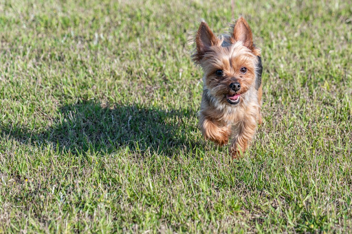 走っているヨークシャーテリア