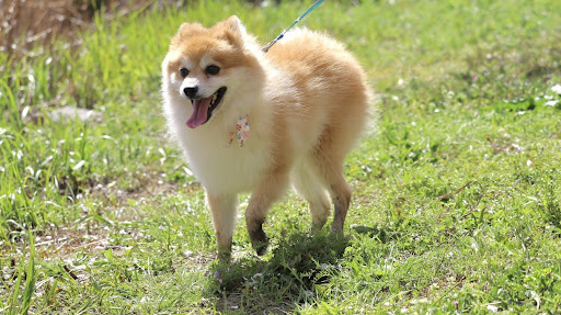 走っているポメラニアン