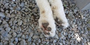 犬の前足