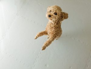二本足で立っているトイプードル