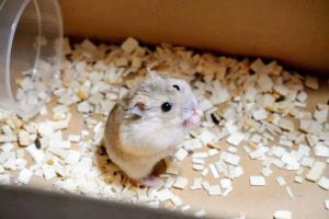 おがくずの中のハムスター