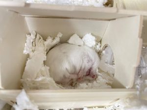 床材の中で寝ているハムスター