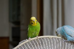 2匹のセキセイインコ