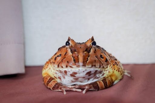 鎮座するカエル