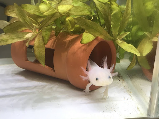 顔をだすウーパールーパー