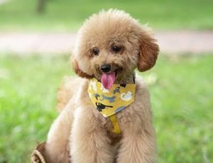 テディベアカットのトイプードル