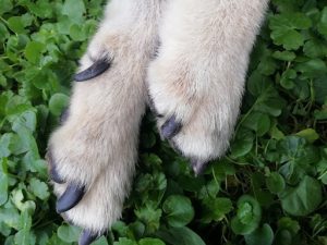 犬の後ろ足