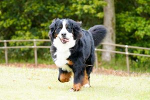 走っているバーニーズマウンテンドッグ