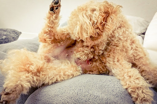 内股を舐めるトイプードル