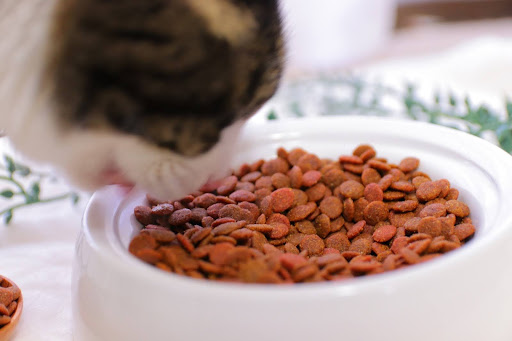ご飯を食べている猫