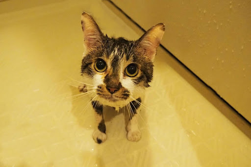 水に濡れている猫