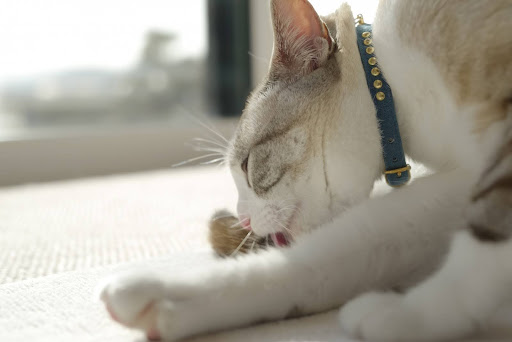 足を舐めている白猫