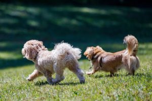 走っている2匹の小型犬