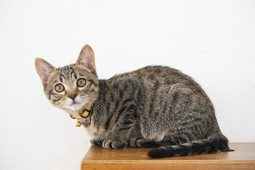 こちらをみているキジトラ子猫