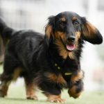 歩いているミニチュアダックスフンド