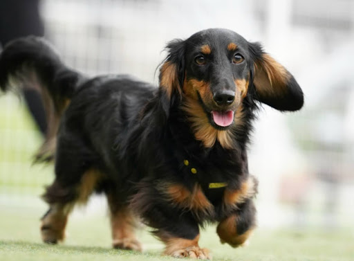 歩いているミニチュアダックスフンド