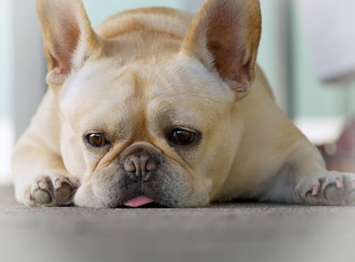寝そべっているフレンチブルドッグ