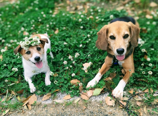 花畑にいる犬たち
