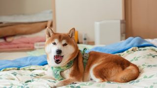 犬のアトピー性皮膚炎とは？｜かゆみや再発を繰り返す皮膚トラブル