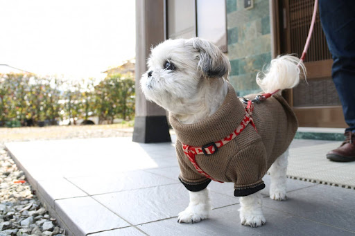 横を見ている服を着ているシーズー