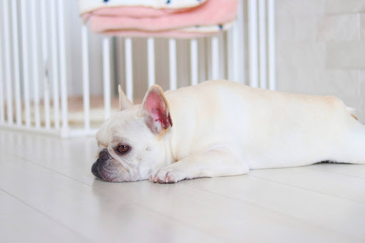 寝ているフレンチブルドッグ
