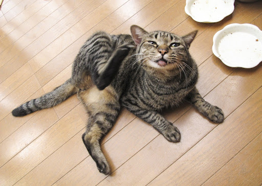 耳をかく猫