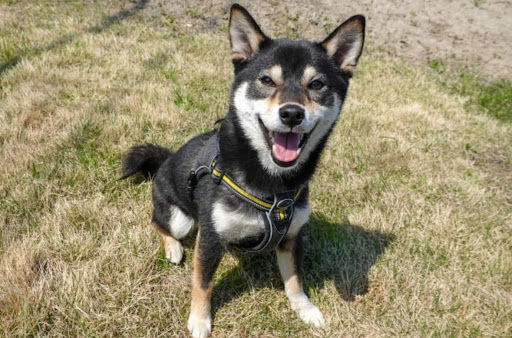 上を見上げている黒い柴犬