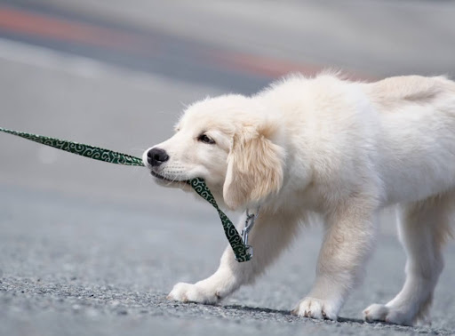 リードを引っ張っているゴールデンレトリーバー