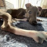 寝そべっているイタリアングレーハウンド