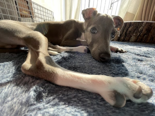 寝そべっているイタリアングレーハウンド