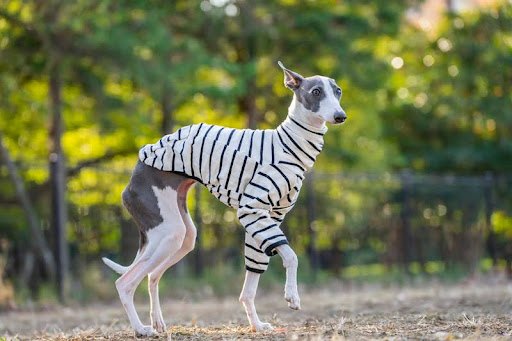 洋服を着て佇むイタリアングレーハウンド