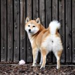 後ろを振り返る柴犬