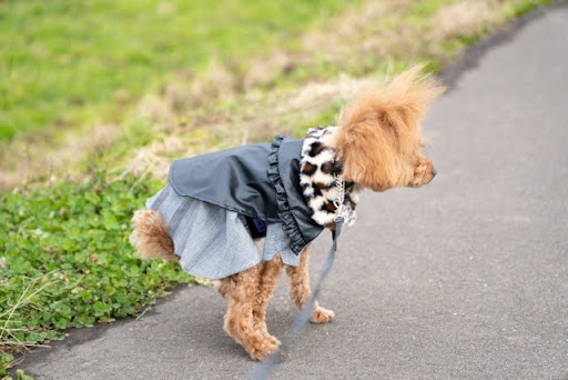 踏ん張っているトイプードル