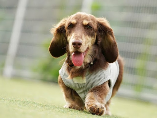 こちらに向かってくるミニチュアダックスフンド