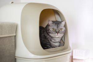 トイレに入っているアメリカンショートヘアー