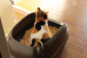 トイレに入っている三毛猫