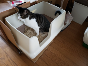 トイレに入っているキジトラ白猫