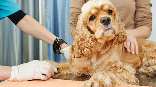 注射をされるアメリカンコッカースパニエル