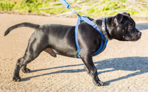 ハーネスをつけている黒い犬