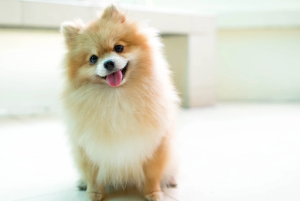 首を傾げているポメラニアン