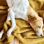 毛布で寝ている短毛の犬