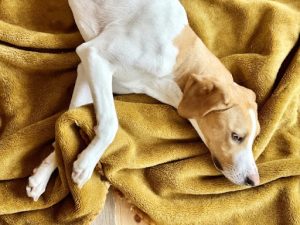 毛布で寝ている短毛の犬