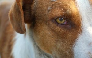 犬の目
